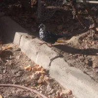 کفتر کبوتر بزک ماد