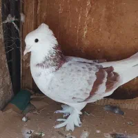 کبوتریاکفتر