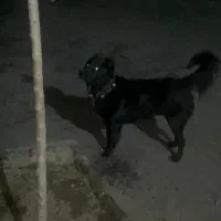 واگذاری  سگ قهدیرجان