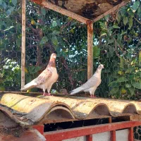 کبوتر پرشی اصل و نسبدار