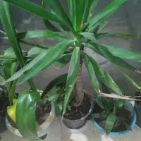 فروش انواع گل|گل و گیاه طبیعی|رشت, حومه رشت|دیوار