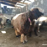 میش اصلی روزگاری