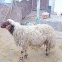 بره قوچ|حیوانات مزرعه|زاغه, |دیوار