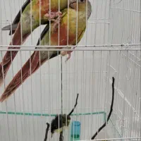 گرینچیک و فنچ گلدین
