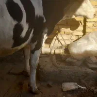 سلام گاو ۶ ماه  اولین شکم