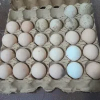 تخم مرغ کوشین