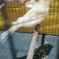 قناری|پرنده|شیراز, کوشک میدان|دیوار