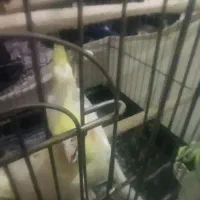 عروس هلندی نر ماده جفت خورده لوتینو معاوضه با سهره