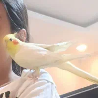 عروس هلندی gom shode