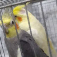 عروس هلندی مولد