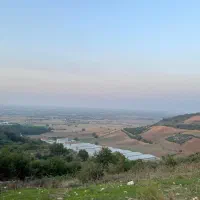 زیتون شما را خریدارم