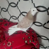 کبوترکاگولی شازده نر