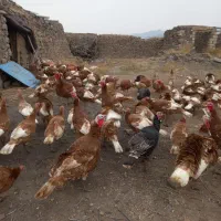 بوقلمون طبیعی کیلویی ۳۰۰|حیوانات مزرعه|اهر, |دیوار