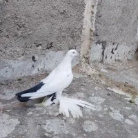 کبوتر ۳ عدد|پرنده|خسروشاه, |دیوار