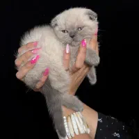 گربه اسکاتیش