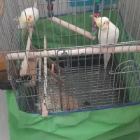 جفت عروس هلندی|پرنده|اهواز, شهرک دانشگاه|دیوار