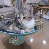 واگذاری دو عدد بچه گربه زیبا