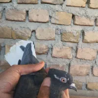 ماده دم سفید کاکلی