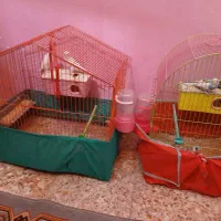 مرغ عشق|پرنده|مسجد سلیمان, |دیوار