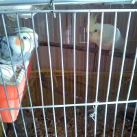 عروس هلندی طوطی