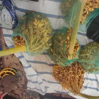 خرک وخرمای تازه