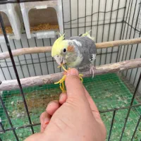 عروس جفت با تخفیف|پرنده|بافق, |دیوار