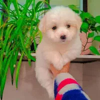 پودل کراس عروسکی