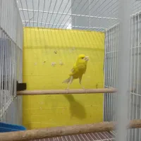 قناری،سهره،سینه سرخ،سهره سبز