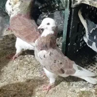 کبوتر سرور