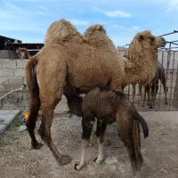 شیر تازه شتر موجود هست