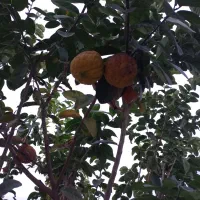 میوه بالنگ مخصوص مربا