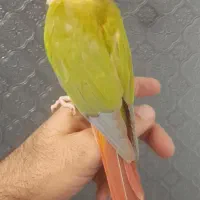 طوطی اهلی و بغلی بوس میده|پرنده|تبریز, |دیوار