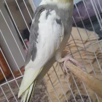 عروس هلندی نر و ماده