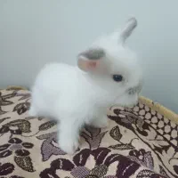 بچه خرگوش لوپ ومینیاتوری تربیت شده