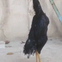 مرغ و خروس لاری|حیوانات مزرعه|تهران, وصفنارد|دیوار