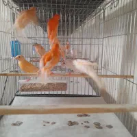 قناری|پرنده|ساوه, |دیوار