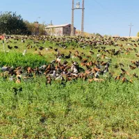 خروس و مرغ تخم گذار محلی