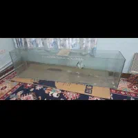 فروش آکواریوم ۲متری شیشه ده میل