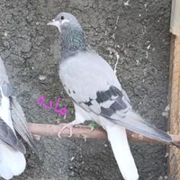دمگیر|پرنده|اصفهان, براآن شمالی|دیوار