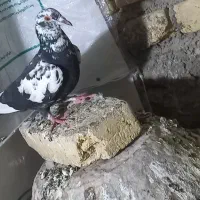 سوسکی|پرنده|زارچ, |دیوار