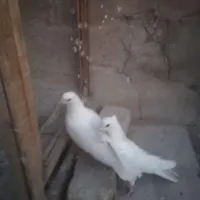 سفید کاکلی قلمکار|پرنده|قم, گلزار|دیوار