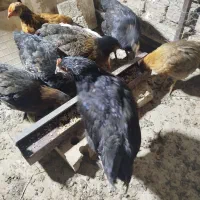 جوجه محلی