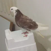 ابلخ قرمز وپشتی سیاه