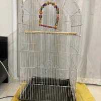 دو عدد عروس هلندی نر و ماده به همراه دو قفس|پرنده|تهران, توحید|دیوار