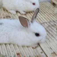 خرگوش