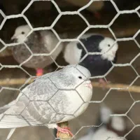 سوییت اقامتگاه بومگردی چنارستان درود|اجارهٔ کوتاه‌مدت آپارتمان و سوئیت|نیشابور, مسکن مهر نور|دیوار