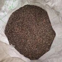 بذر نخود قرمز آماده کشت پاییزه