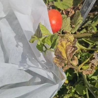 کاور (فوم)کشاورزی|عمده‌فروشی|دهرم, |دیوار