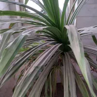 گل پاندانوس|گل مصنوعی|یزد, |دیوار