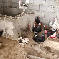 فروش جوجه  وبالغ  مرغ وخروس گلین ومحلی|حیوانات مزرعه|آباده, |دیوار